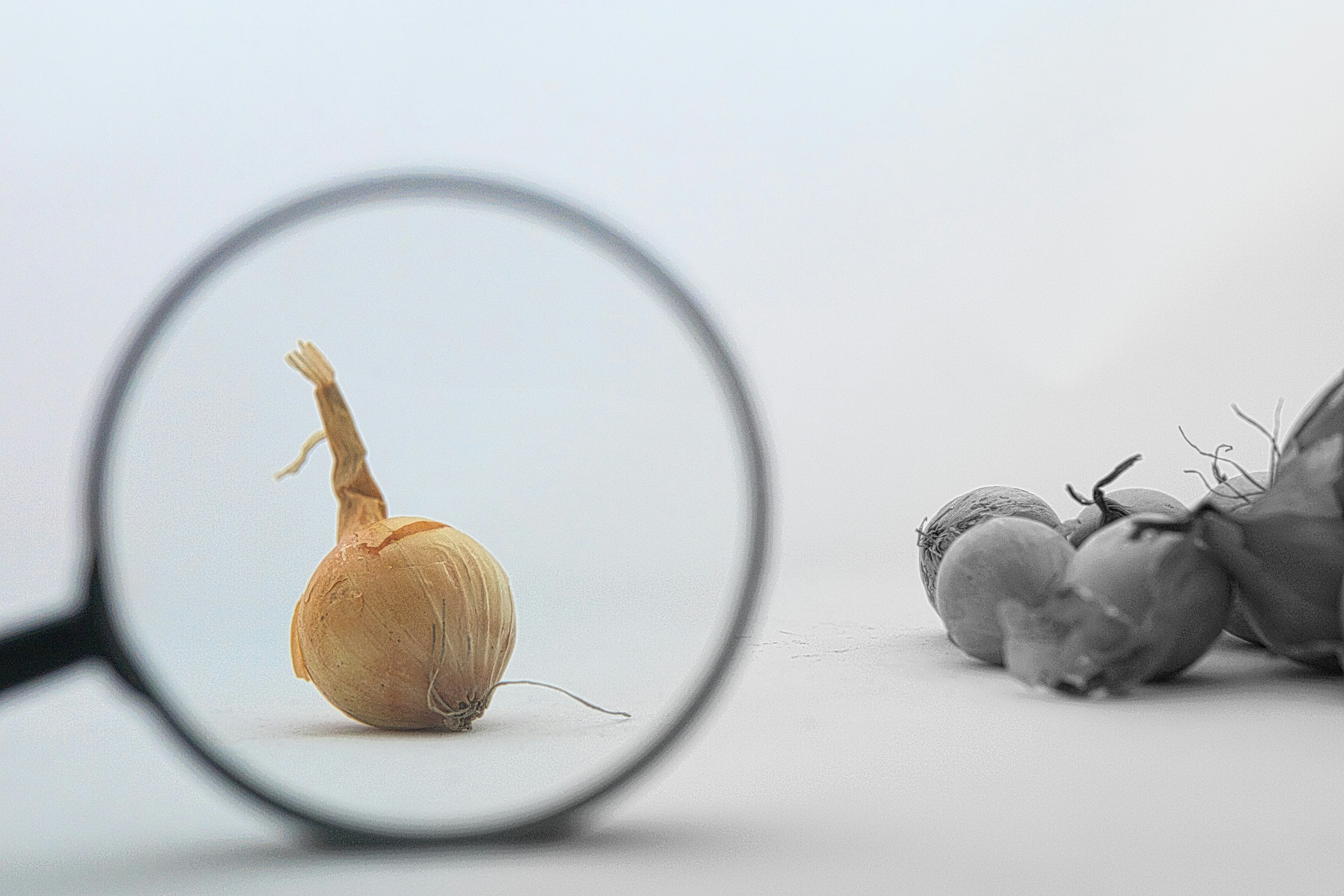 Un petit oignon jaune mis en valeur par une loupe, avec d'autres oignons flous en arrière-plan. L'image joue sur la netteté et le contraste pour mettre en avant le détail et la texture de l'oignon principal, créant une ambiance minimaliste et épurée.