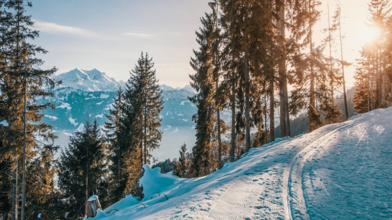Paysage enneigé en montagne avec une piste de ski de fond bordée de sapins, sous un soleil hivernal. Vue panoramique sur les sommets enneigés en arrière-plan.
